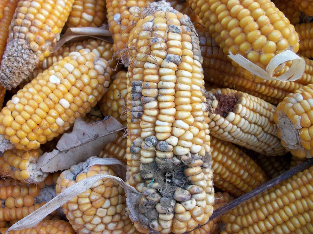 This image has an empty alt attribute; its file name is mycotoxin-corn.jpg